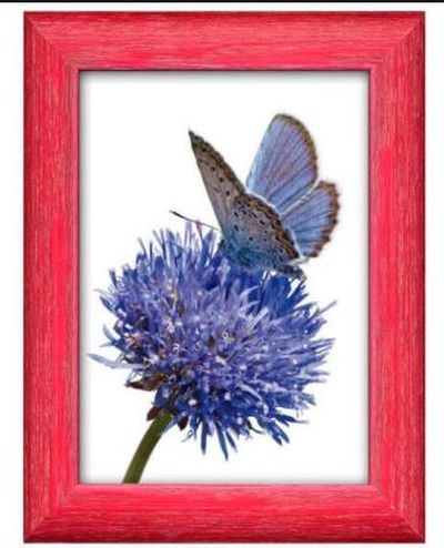 0410730839 - FAR CORNICE JULIAN 176 CILIEGIA 50X70 CRILEX